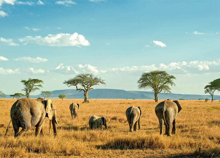 8-days-masai-mara-lake-nakuru-serengeti-ngorongoro-crater-safari-2 8-days-masai-mara-lake-nakuru-serengeti-ngorongoro-crater-safari