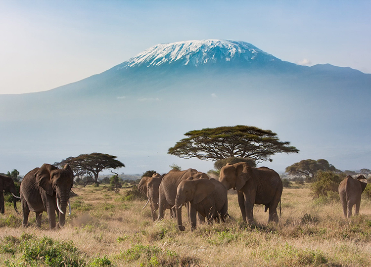 9-days-amboseli-serengeti-lake-manyara-ngorongoro-crater-safari-1 9-days-amboseli-serengeti-lake-manyara-ngorongoro-crater-safari