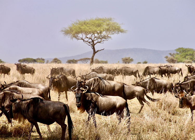 9-days-amboseli-serengeti-lake-manyara-ngorongoro-crater-safari-2 9-days-amboseli-serengeti-lake-manyara-ngorongoro-crater-safari