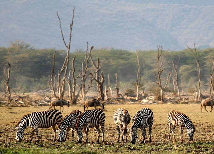 9-days-amboseli-serengeti-lake-manyara-ngorongoro-crater-safari-3 9-days-amboseli-serengeti-lake-manyara-ngorongoro-crater-safari