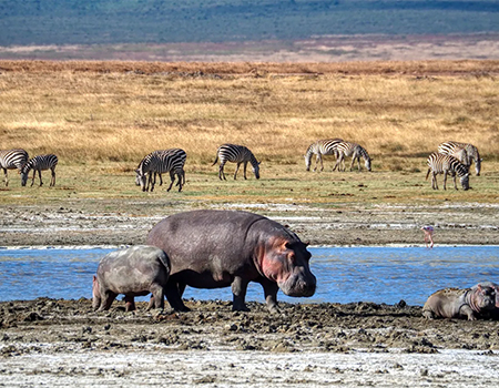 9-days-amboseli-serengeti-lake-manyara-ngorongoro-crater-safari