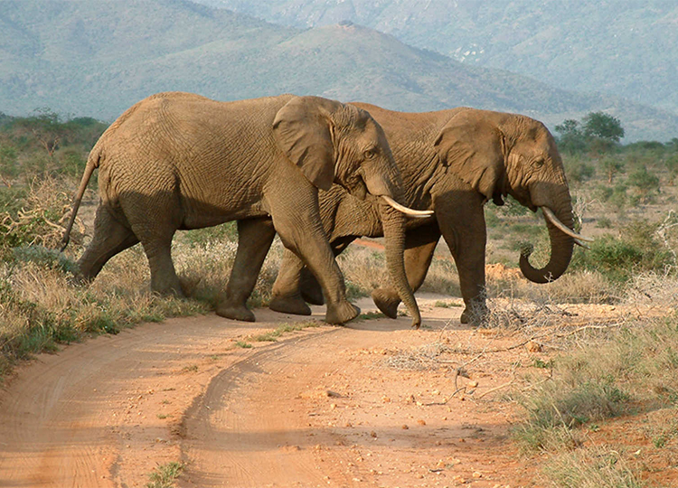 9-days-masai-mara-lake-nakuru-amboseli-serengeti-ngorongoro-crater-safari-1