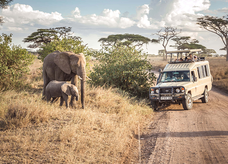 9-days-masai-mara-lake-nakuru-amboseli-serengeti-ngorongoro-crater-safari-3 9-days-masai-mara-lake-nakuru-amboseli-serengeti-ngorongoro-crater-safari