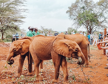 daphne-sheldrick-elephant-orphanage-day-trip