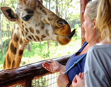 giraffe-center-day-tour