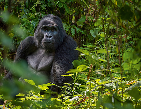 gorilla-safaris-bwindi-trek-safaris