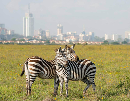 nairobi-national-park-1-day-tour-2