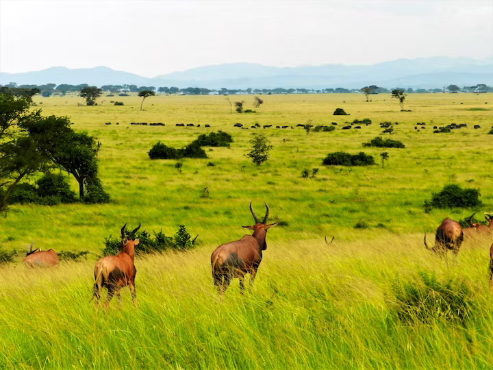 queen-elizabeth-national-park-1 queen-elizabeth-national-park-1