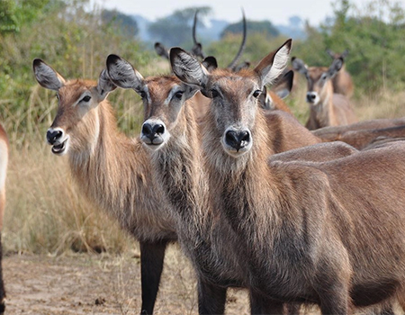 queen-elizabeth-national-park